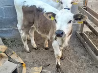 Bulle, Swiss cattle — Foto 3