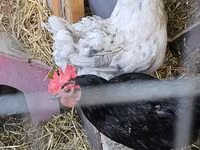Brahma — Foto 1