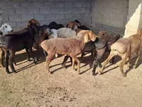 公羊, Sheep — 照片 8