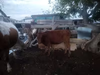 Rinder (Partie, Geschlecht nicht angegeben), Simmental cattle — Foto 2