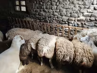نعجة, الأغنام — الصورة 1