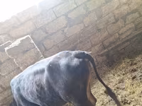 Toro, Aberdeen-Angus — foto 5