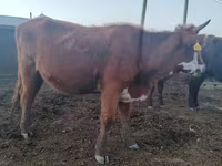 母牛, Kazakh White-headed cow — 照片 4
