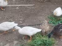 Ducks — Foto 2