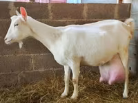 Cabra, Saanen goat — foto 1