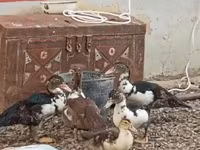 Ducks — 3-rasm