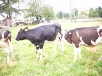 Bulle, Simmental cattle — Foto 6