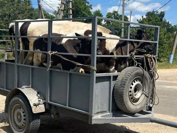 母牛, Cattle