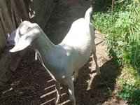 عنزة, Nubian Goat — الصورة 6