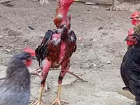 Chickens — Foto 4