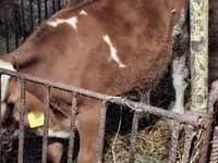 Buqa, Simmental cattle — 3-rasm