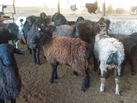 Ram, Sheep — photo 1