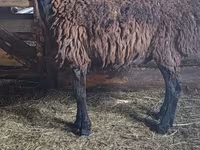 Widder, Hissar sheep — Foto 3
