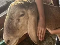 Widder, Arashan sheep — Foto 4