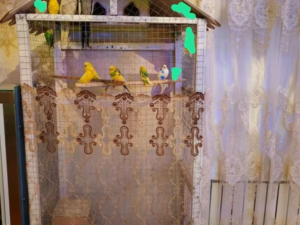 Salam 8 çek 2 keşa tam saqlam heyvanardi hazır yumurtayandılar qefes