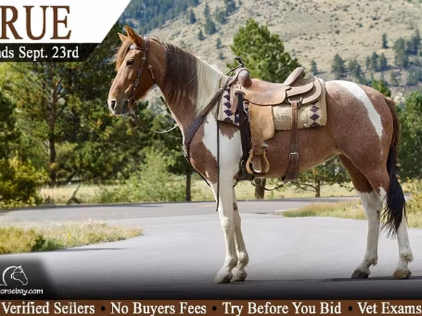 Madyan, Tennessee Walking Horse