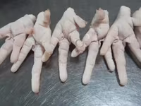 Chickens — الصورة 1