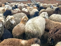 公羊, Edilbay sheep — 照片 5