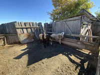 公羊, Sheep — 照片 1