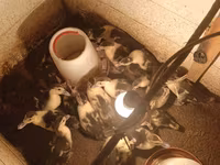 Ducks — Foto 1