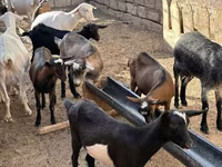 Ziege, Saanen goat — Foto 1