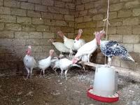 Blanca de pechuga ancha — foto 7