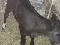Bovinos (lote, sexo no especificado), Vaca Limousin — foto 1