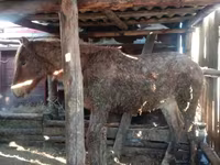 Bulle, Auliekol-Rasse — Foto 1