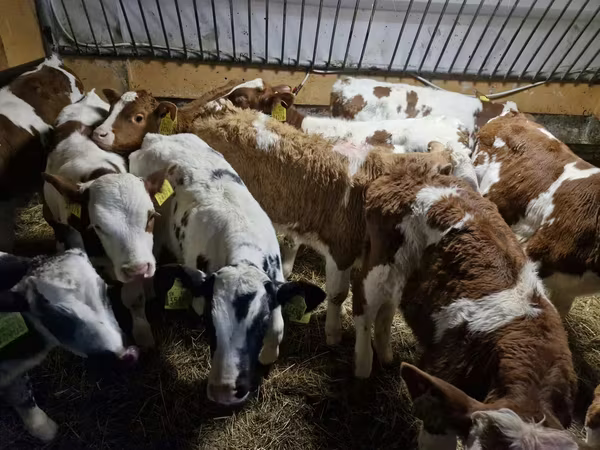 सांड, Simmental cattle