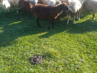Oveja, Ovejas — foto 1