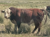 Buqa, Aberdin – Angus — 5-rasm