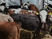 Vaca, Vaca Limousin — foto 8