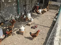 Chickens — 1-сурет