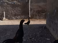 Chickens — foto 1
