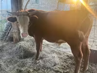Bulle, Simmental cattle — Foto 1