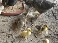 Ducks — foto 6