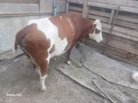 Kuh, Simmental cattle — Foto 2