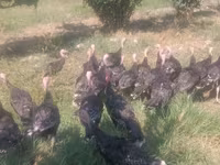 Turkeys — फ़ोटो 4