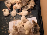 Turkeys — الصورة 1