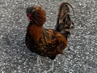 Chickens — photo 3