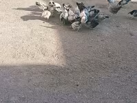 Chickens — الصورة 3