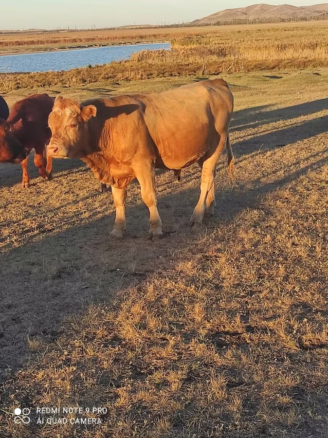 Bulle, Simmental cattle