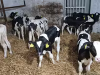 ثور, Russian Black pied cattle — الصورة 1