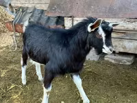 公山羊, Alpine goat — 照片 1
