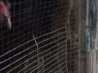 Chickens — फ़ोटो 8