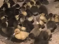 Ducks — Foto 1