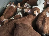 Бұқа, Simmental cattle — 3-сурет