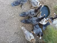 Ducks — photo 1
