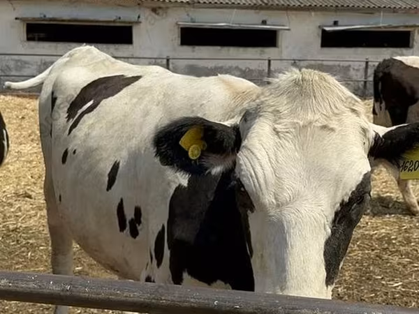 Kuh, Holstein-Rasse