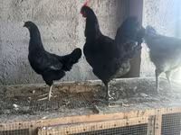 Chickens — 3-сурет